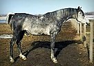 Arabian Stallion for Sale in Wynndel, British Columbia Reckless