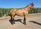 Friesian - Horse for Sale in FRRSNO, CA 93637