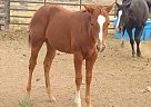 Paint - Horse for Sale in Willamina, OR 97396 Paint - Horse for Sale in Willamina, OR 97396