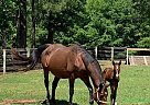 Belgian Warmblood - Horse for Sale in Hogansville, GA 30230