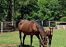 Belgian Warmblood - Horse for Sale in Hogansville, GA 30230 Belgian Warmblood - Horse for Sale in Hogansville, GA 30230