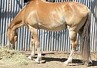 Other - Horse for Sale in Uvalde, TX 78801 Other - Horse for Sale in Uvalde, TX 78801