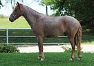 Pony of the Americas - Horse for Sale in Rocky Comfort, MO 65708 Pony of the Americas - Horse for Sale in Rocky Comfort, MO 65708