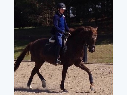Lovely Welsh Pony for Lease/Sale