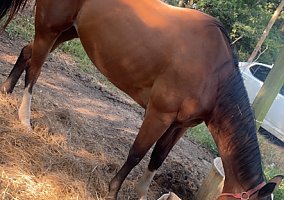 Quarter Horse (Quarter Horse, Mare) in Bastrop, LA