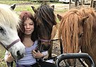 Miniature - Horse for Sale in Tampa, FL 33611 Miniature - Horse for Sale in Tampa, FL 33611