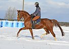 Oldenburg - Horse for Sale in Tallinn, 90219 Oldenburg - Horse for Sale in Tallinn, 90219