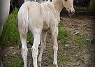 Stormy - Gelding in Willamina, OR Stormy - Gelding in Willamina, OR