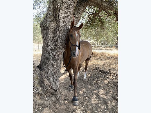Tennessee Walker