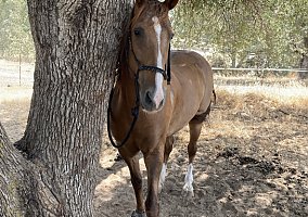 Tennessee Walking (Tennessee Walking, Gelding) in Valley Springs, CA