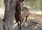 Tennessee Walking - Horse for Sale in Valley Springs, CA 95252