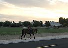 Firewater - Gelding in Yuma, AZ Firewater - Gelding in Yuma, AZ