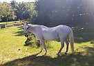 Quarter Horse - Horse for Sale in Lowell, MI 49331 Quarter Horse - Horse for Sale in Lowell, MI 49331