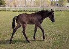 Appaloosa - Horse for Sale in Hill City, MN 55748