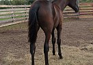 Appaloosa - Horse for Sale in Hill City, MN 55748
