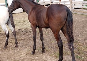 Appaloosa