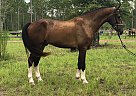 KWPN Gelding Legend MVS