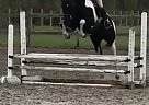 Paint Mare Available Dar Clu Catcher