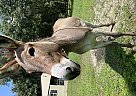 Small Standard Miniature Donkey<... Ruth and Betty