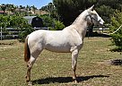 Andalusian - Horse for Sale in San Diego, CA 92021 Andalusian - Horse for Sale in San Diego, CA 92021