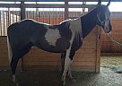 Miss lady May - Mare in Saint Cloud, WI Miss lady May - Mare in Saint Cloud, WI