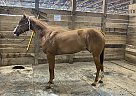 Quarter Horse - Horse for Sale in Comstock Park, MI 49321