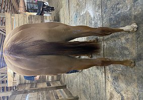 Quarter Horse (Quarter Horse, Mare) in Comstock Park, MI