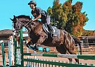 He’s All That - Gelding in Menifee, CA He’s All That - Gelding in Menifee, CA