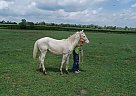 Quarter Horse - Horse for Sale in Cambridge City, IN 47327 Quarter Horse - Horse for Sale in Cambridge City, IN 47327