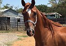 Arabian - Horse for Sale in Lubbock, TX 79415