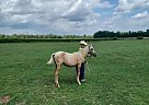 Quarter Horse - Horse for Sale in Cambridge City, IN 47327 Quarter Horse - Horse for Sale in Cambridge City, IN 47327
