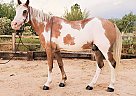 joey - Gelding in Tucson, AZ joey - Gelding in Tucson, AZ