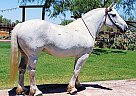 PEPPER - Mare in Tucson, AZ PEPPER - Mare in Tucson, AZ