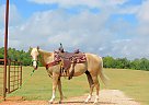 Quarter Horse - Horse for Sale in New Summerfield, TX 75780