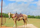 Quarter Horse - Horse for Sale in New Summerfield, TX 75780 Quarter Horse - Horse for Sale in New Summerfield, TX 75780