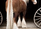 Gypsy Vanner - Horse for Sale in Cody, WY 82414 Gypsy Vanner - Horse for Sale in Cody, WY 82414