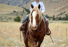 Gypsy Vanner (Gypsy Vanner, Gelding) in Cody, WY