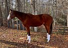 Thoroughbred - Horse for Sale in Chesterfield, VA 23838