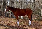 Thoroughbred - Horse for Sale in Chesterfield, VA 23838 Thoroughbred - Horse for Sale in Chesterfield, VA 23838