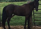 Spartan - Mare in Glasgow, KY Spartan - Mare in Glasgow, KY