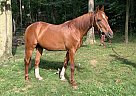 Saddlebred - Horse for Sale in Hampstead, MD 21074 Saddlebred - Horse for Sale in Hampstead, MD 21074