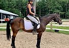 Standardbred - Horse for Sale in Eden Valley, ON L0L 2K0 Standardbred - Horse for Sale in Eden Valley, ON L0L 2K0