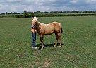 Quarter Horse - Horse for Sale in Cambridge City, IN 47327 Quarter Horse - Horse for Sale in Cambridge City, IN 47327