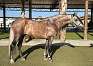Andalusian - Horse for Sale in San Diego, CA 92021 Andalusian - Horse for Sale in San Diego, CA 92021