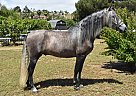 Andalusian - Horse for Sale in San Diego, CA 92021