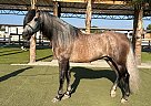 Andalusian - Horse for Sale in San Diego, CA 92021 Andalusian - Horse for Sale in San Diego, CA 92021