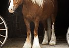 Gypsy Vanner - Horse for Sale in Clark, WY 82414