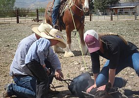 Gypsy Vanner (Gypsy Vanner, Gelding) in Clark, WY