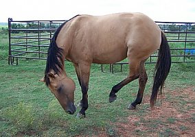 Quarter Horse (Quarter Horse, Mare) in Lawton, OK