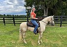 Kentucky Mountain - Horse for Sale in New Haven, KY 40051 Kentucky Mountain - Horse for Sale in New Haven, KY 40051